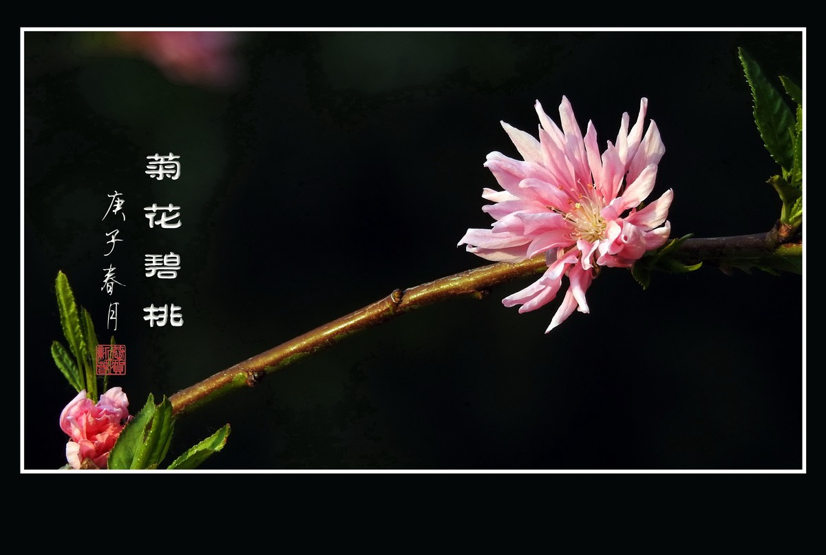 粉色菊花挂满枝