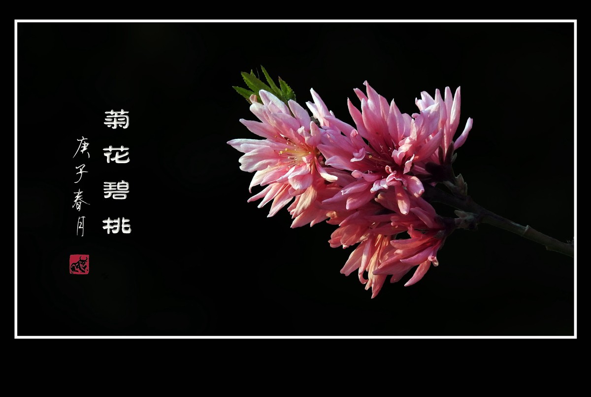 粉色菊花挂满枝