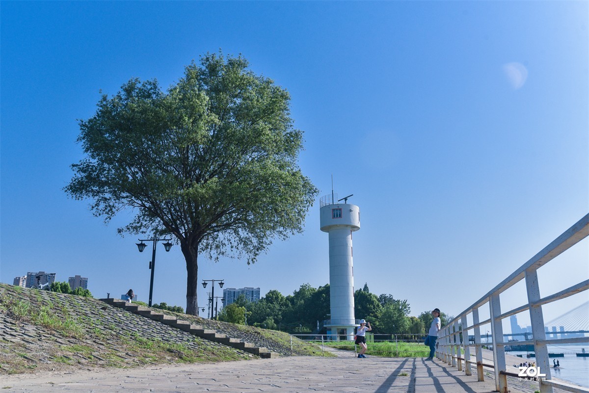 长江边网红孤寂树