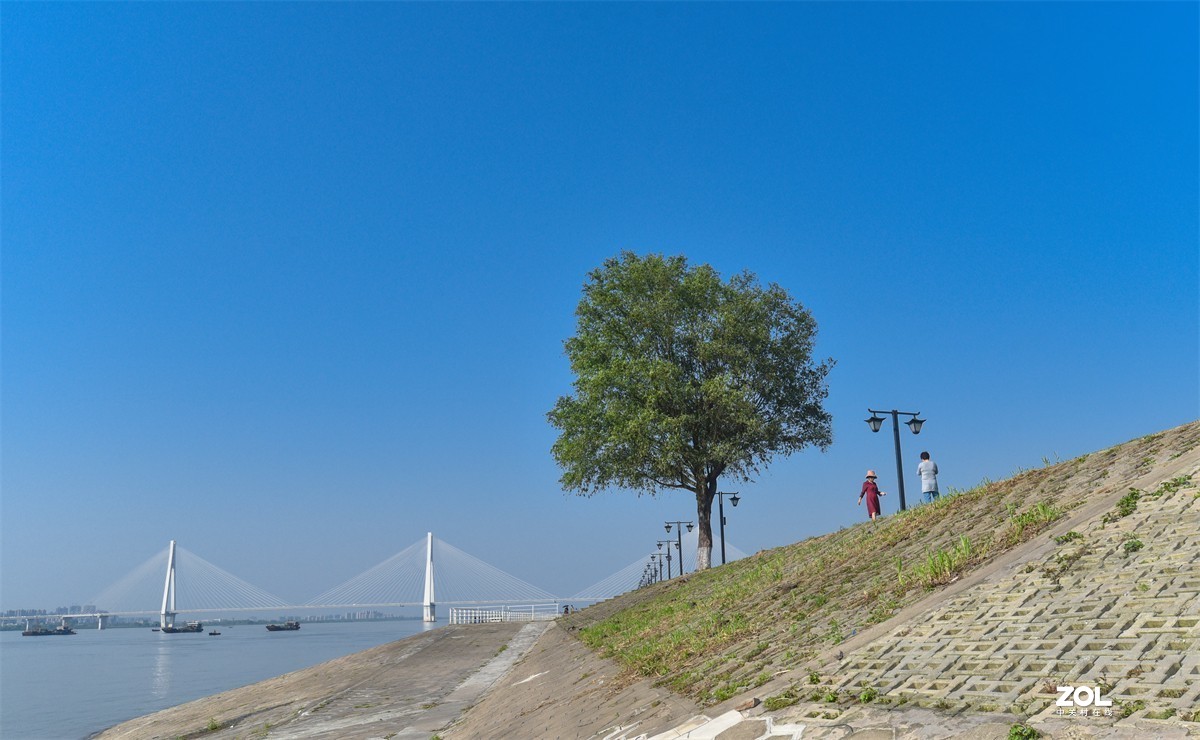 长江边网红孤寂树