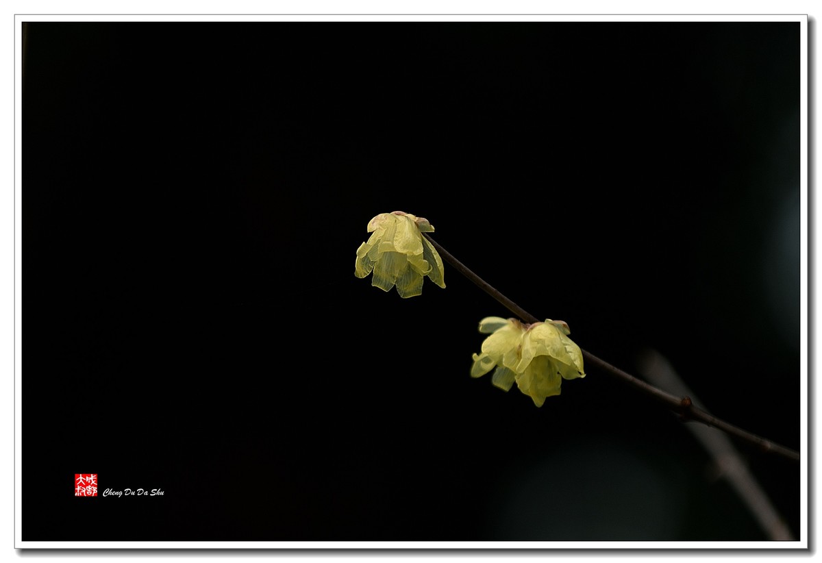 凌寒腊梅俏（三）