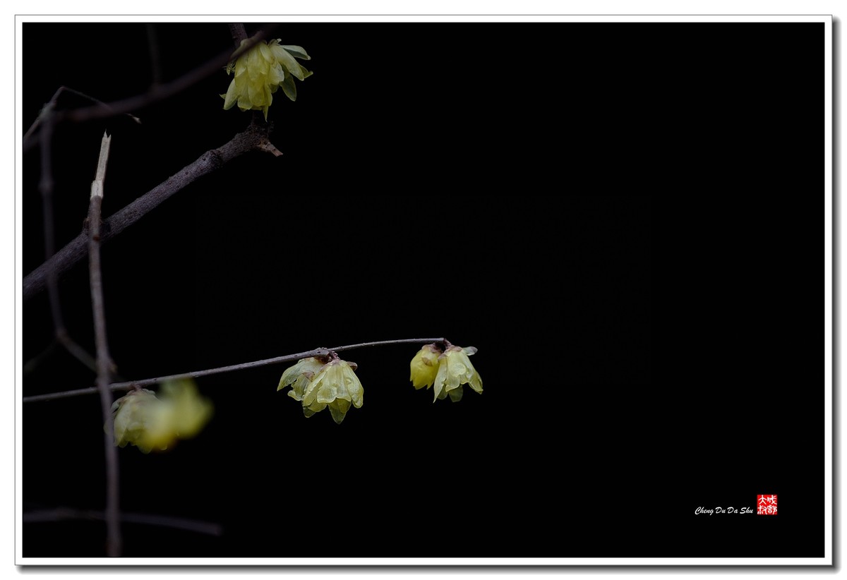 凌寒腊梅俏（三）