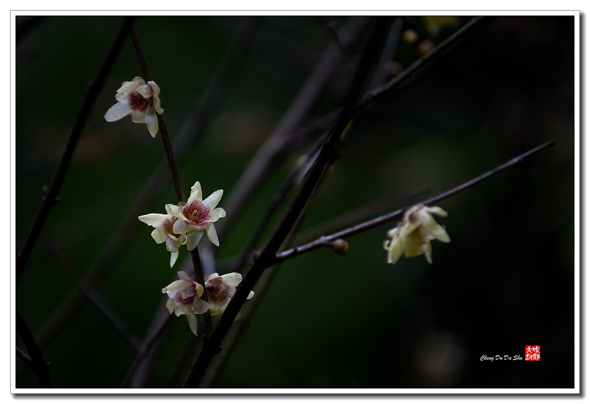 凌寒腊梅俏（三）