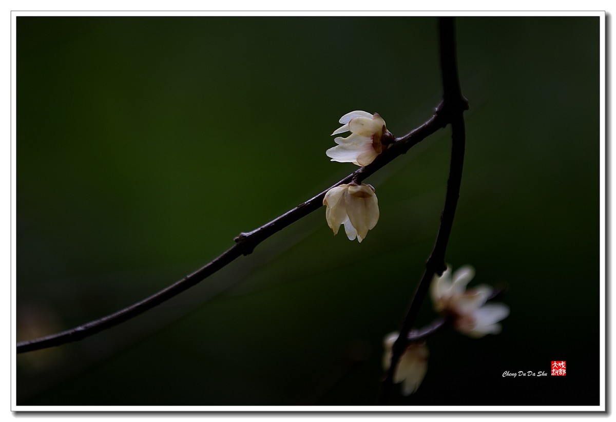 凌寒腊梅俏（三）