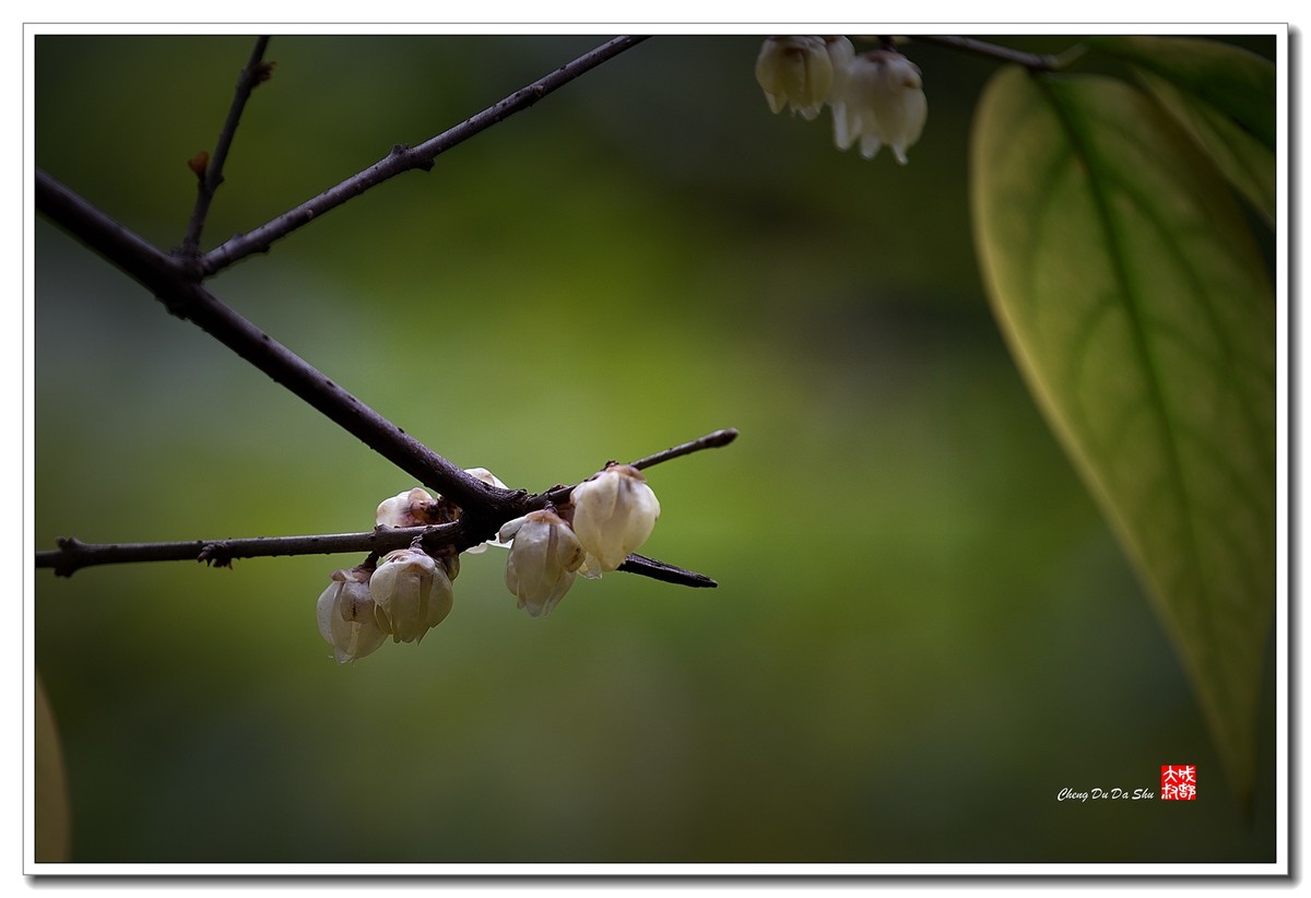 凌寒腊梅俏（三）