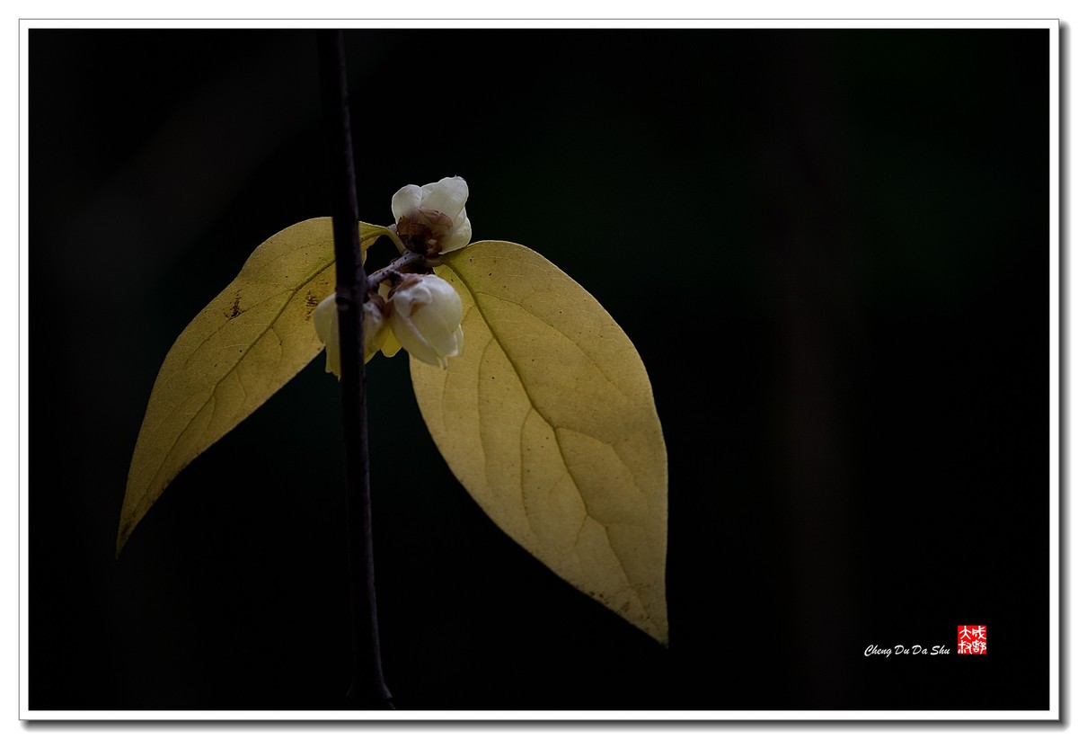 凌寒腊梅俏（三）