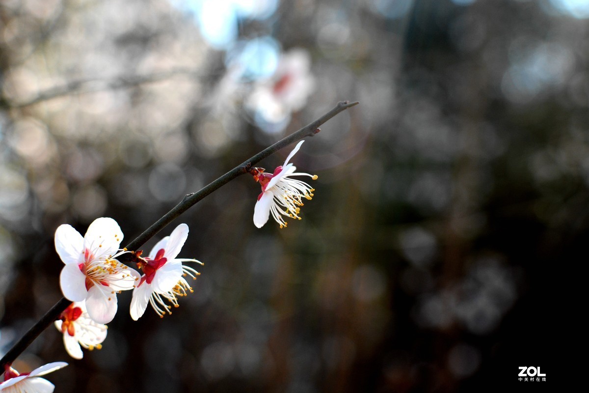 忽如一夜春风来，千树万树樱花开