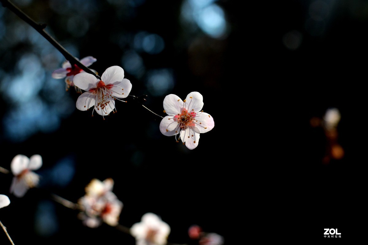 忽如一夜春风来，千树万树樱花开