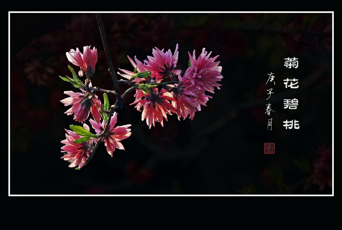 粉色菊花挂满枝