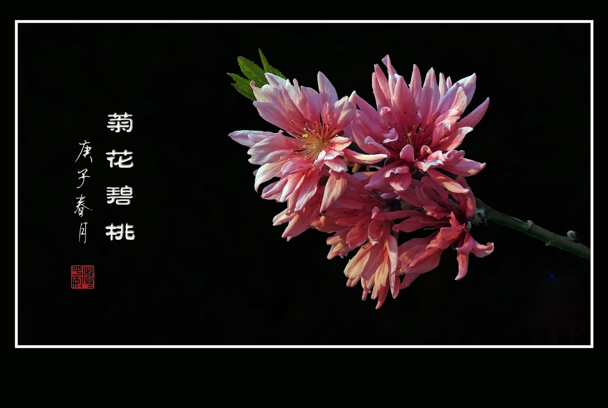 粉色菊花挂满枝