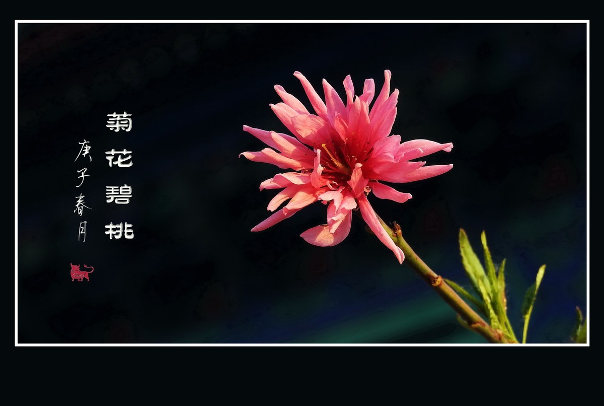 粉色菊花挂满枝