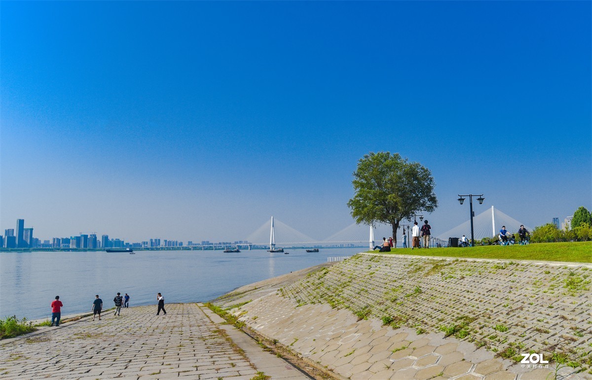 长江边网红孤寂树