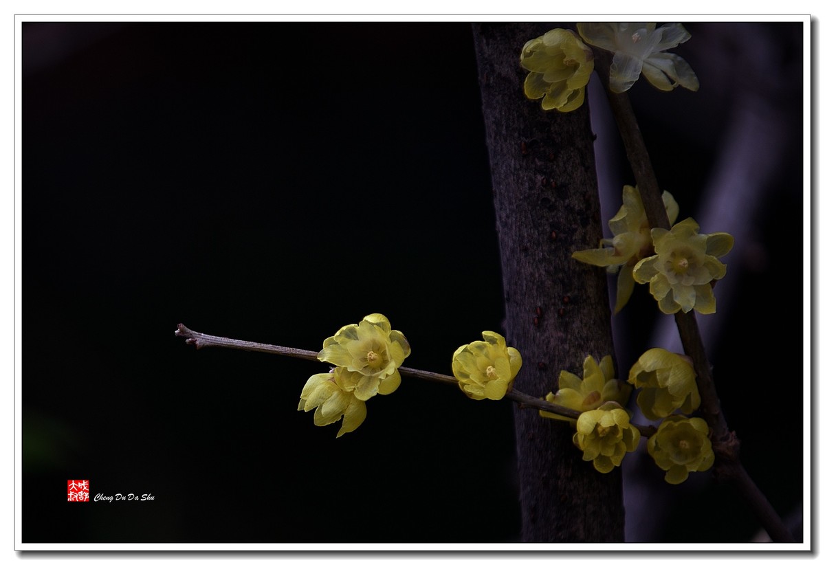 凌寒腊梅俏（三）