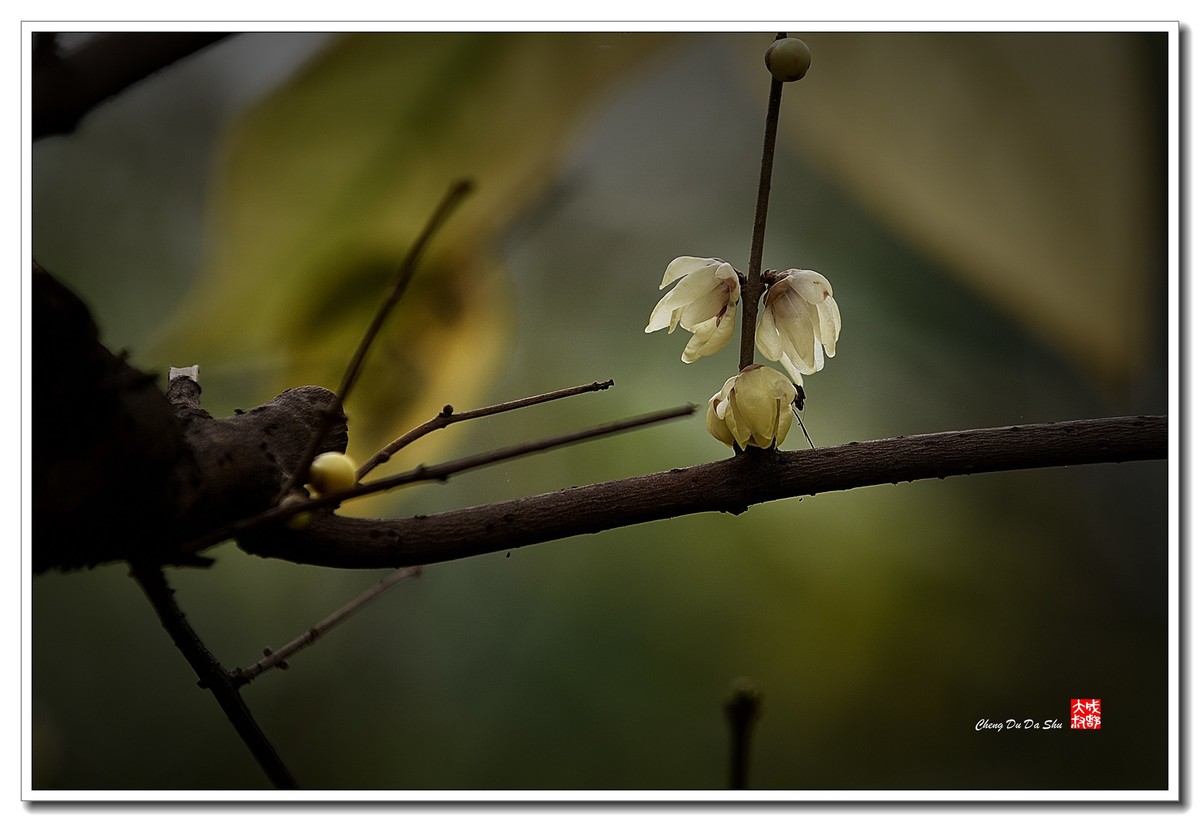 凌寒腊梅俏（三）