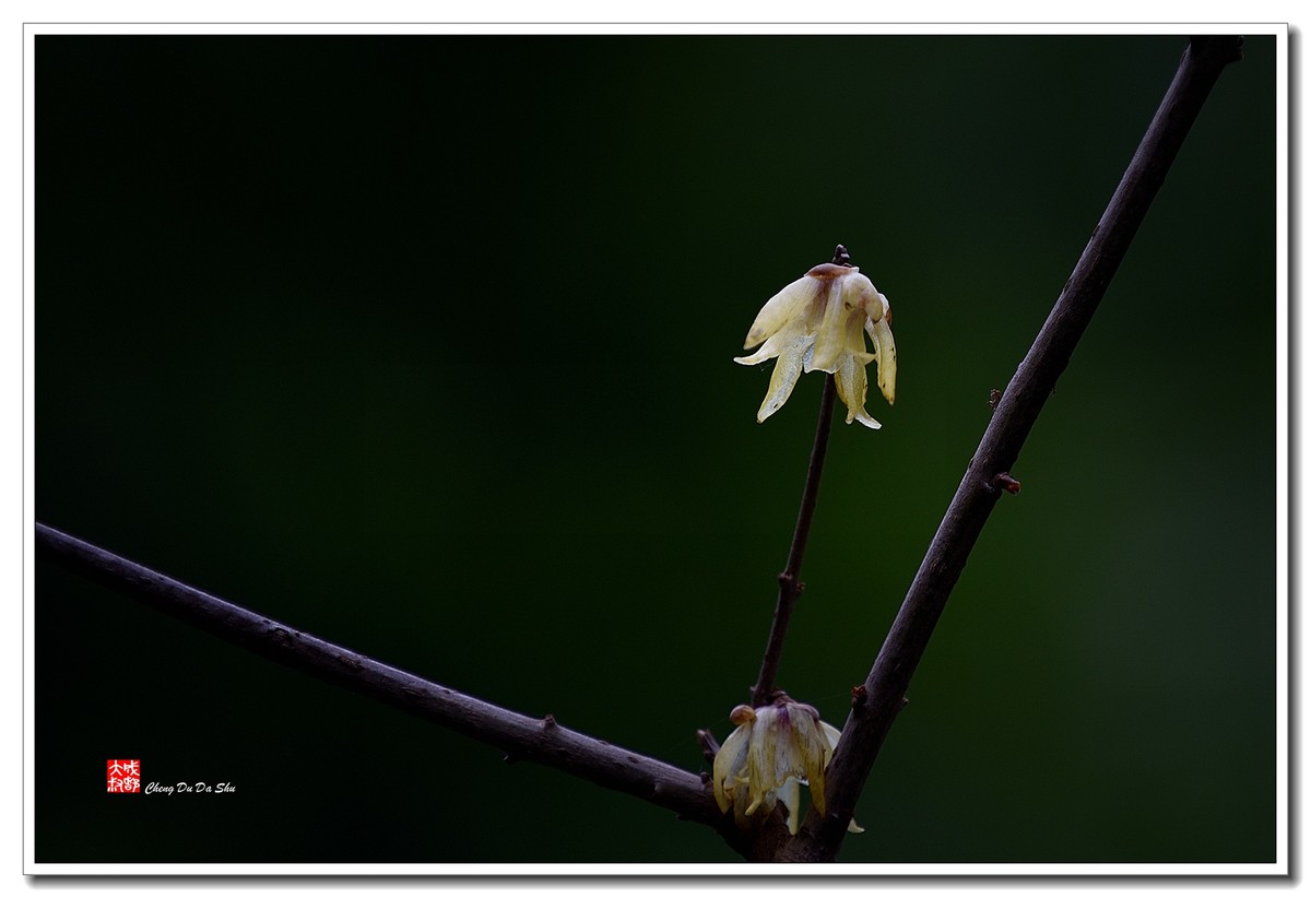 凌寒腊梅俏（三）