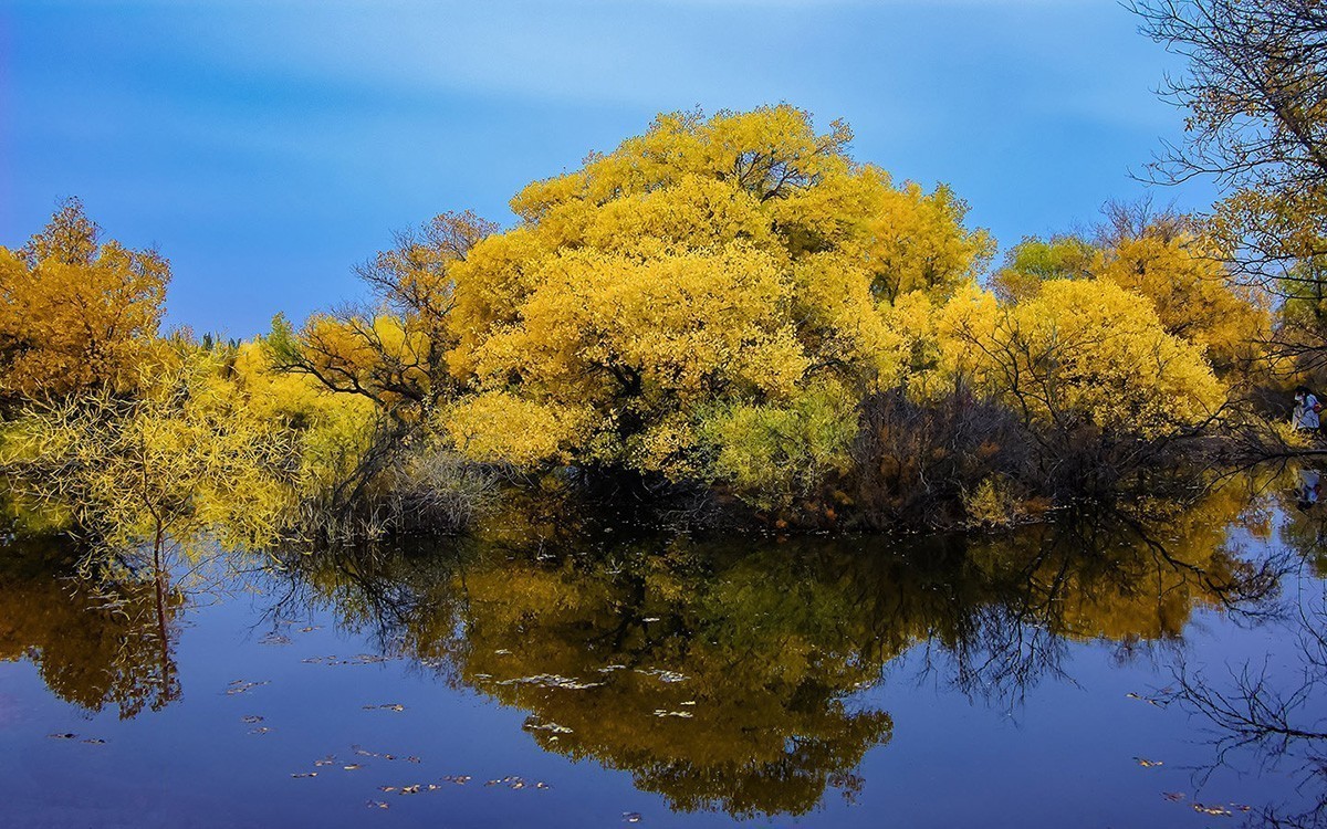 最美的秋天——金塔胡杨