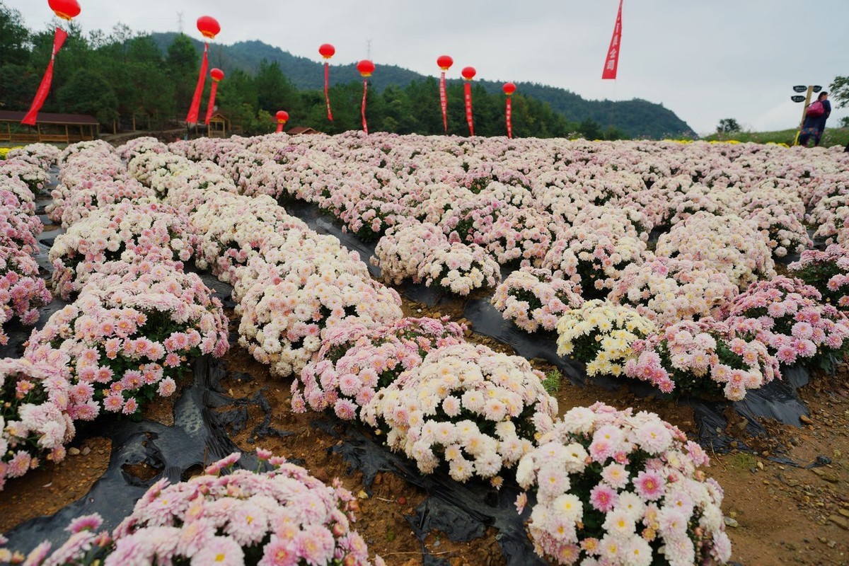 龙湖花海生态观光园开园当天游览随拍