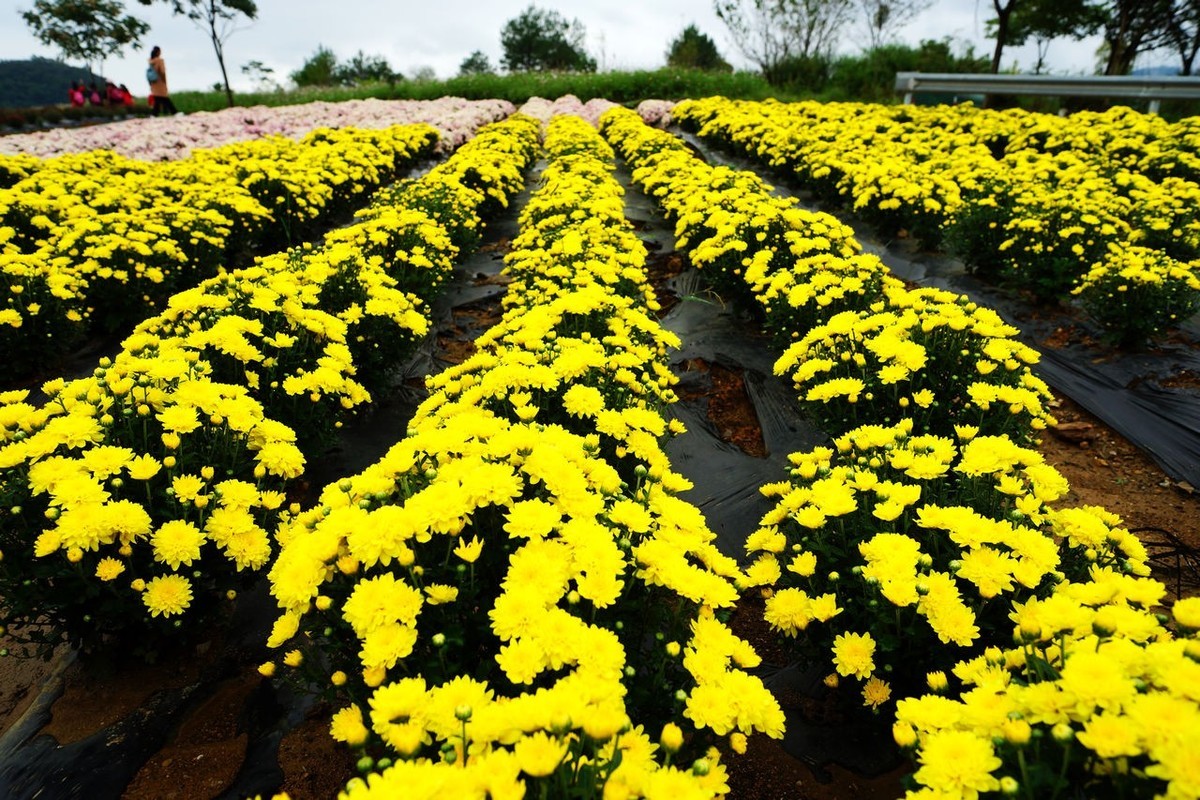 龙湖花海生态观光园开园当天游览随拍