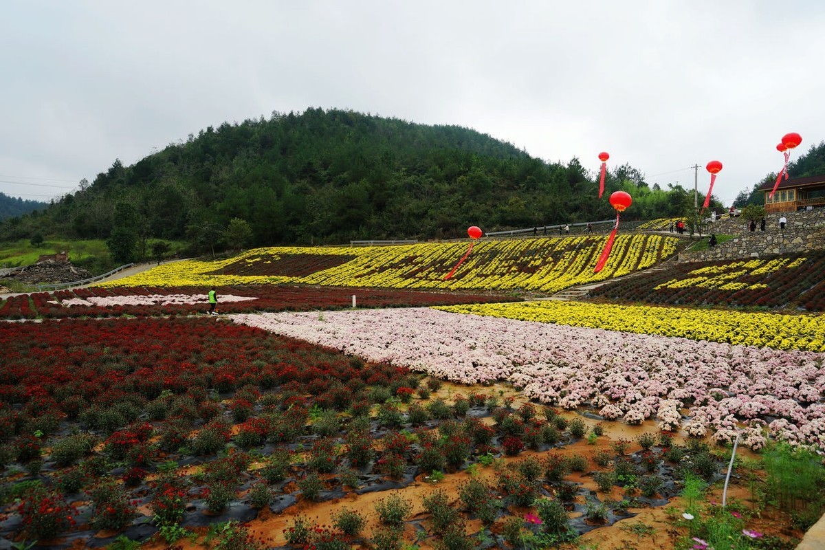 龙湖花海生态观光园图片