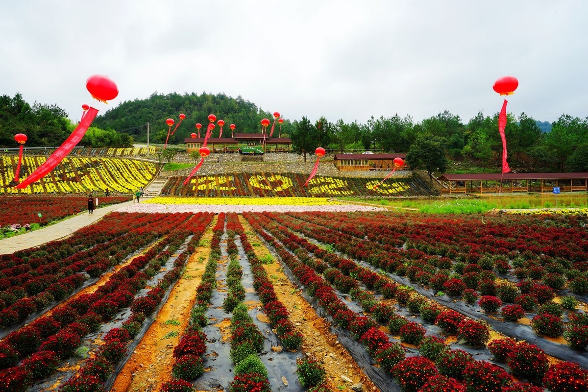 龙湖花海生态观光园图片