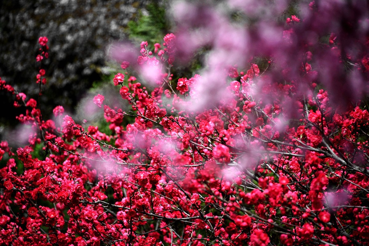 春花之浓浓情意（10P），敬请指导！