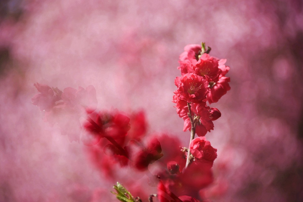 春花之浓浓情意（10P），敬请指导！