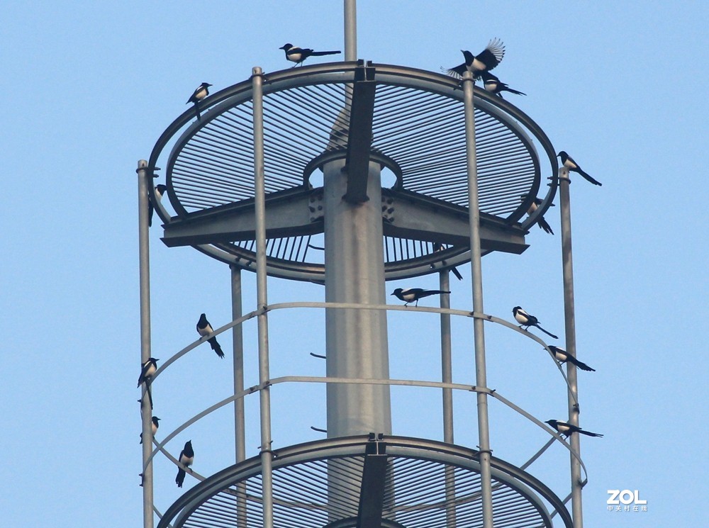 喜鹊聚会闹春图