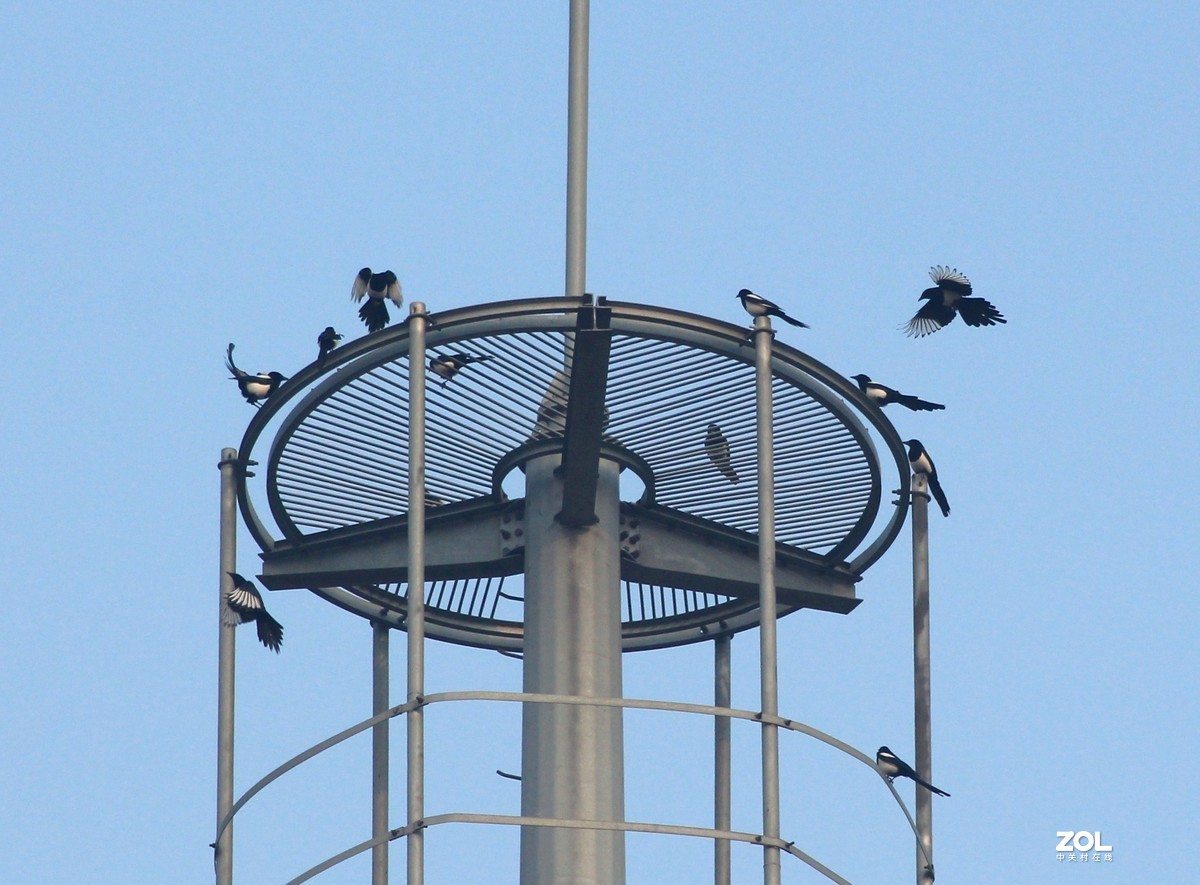 喜鹊聚会闹春图