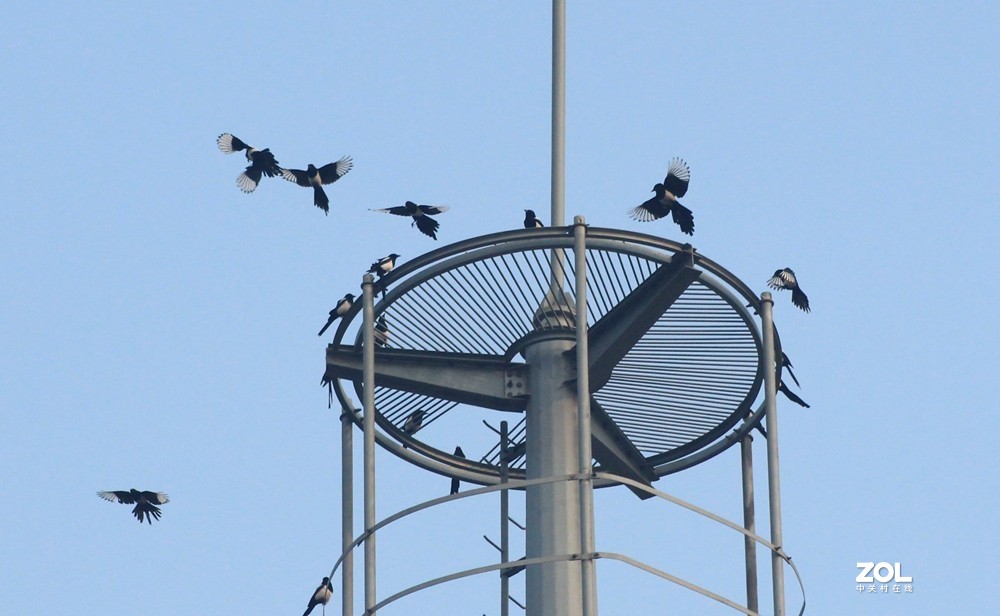 喜鹊聚会闹春图