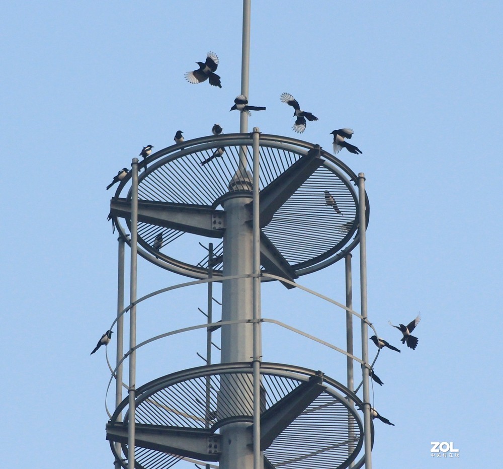 喜鹊聚会闹春图