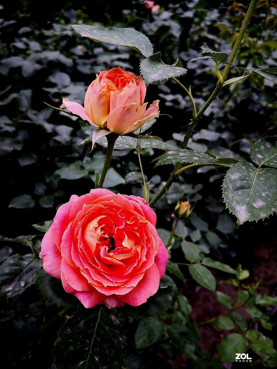 手 机 拍--------竖版月季花