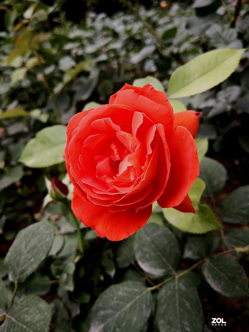 手 机 拍--------竖版月季花