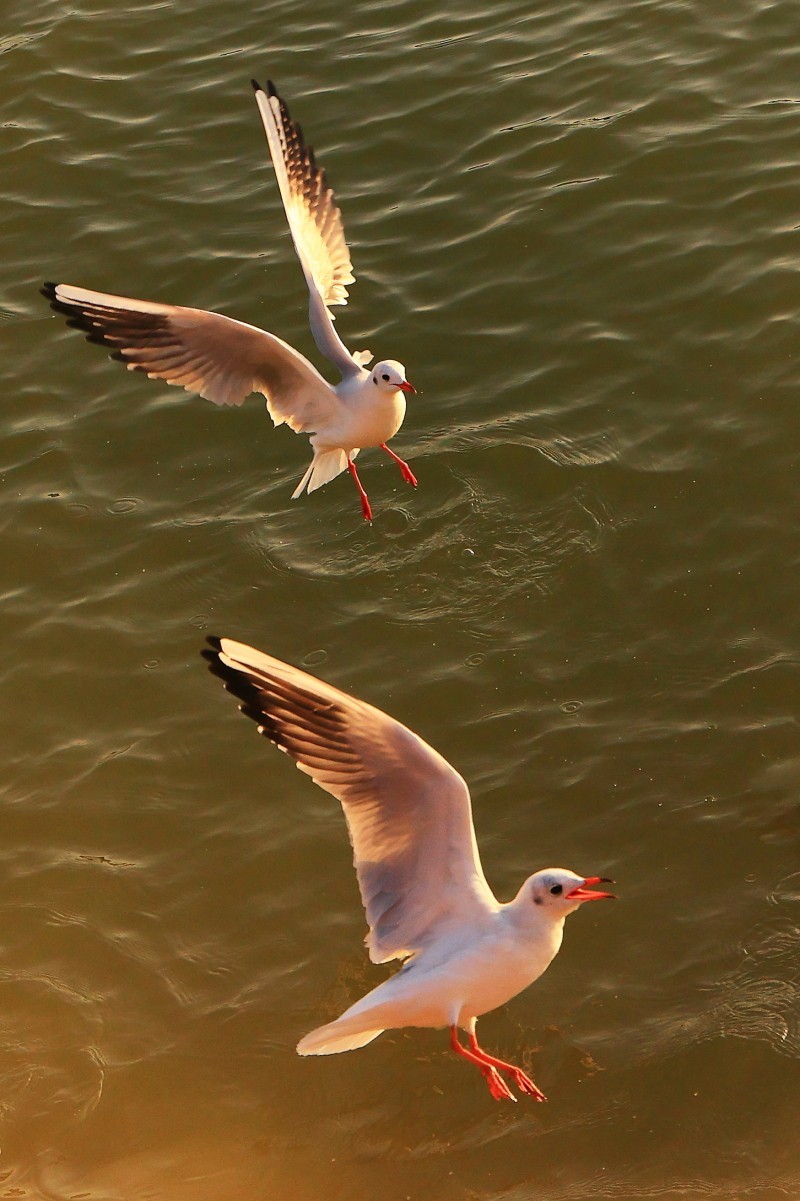 晨曦中的红嘴鸥