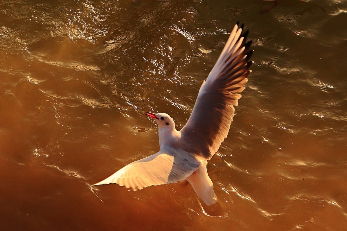 晨曦中的红嘴鸥