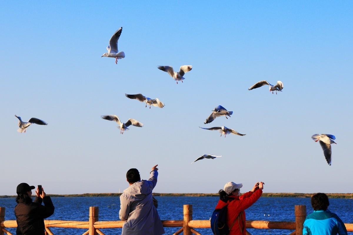 晨曦中的红嘴鸥