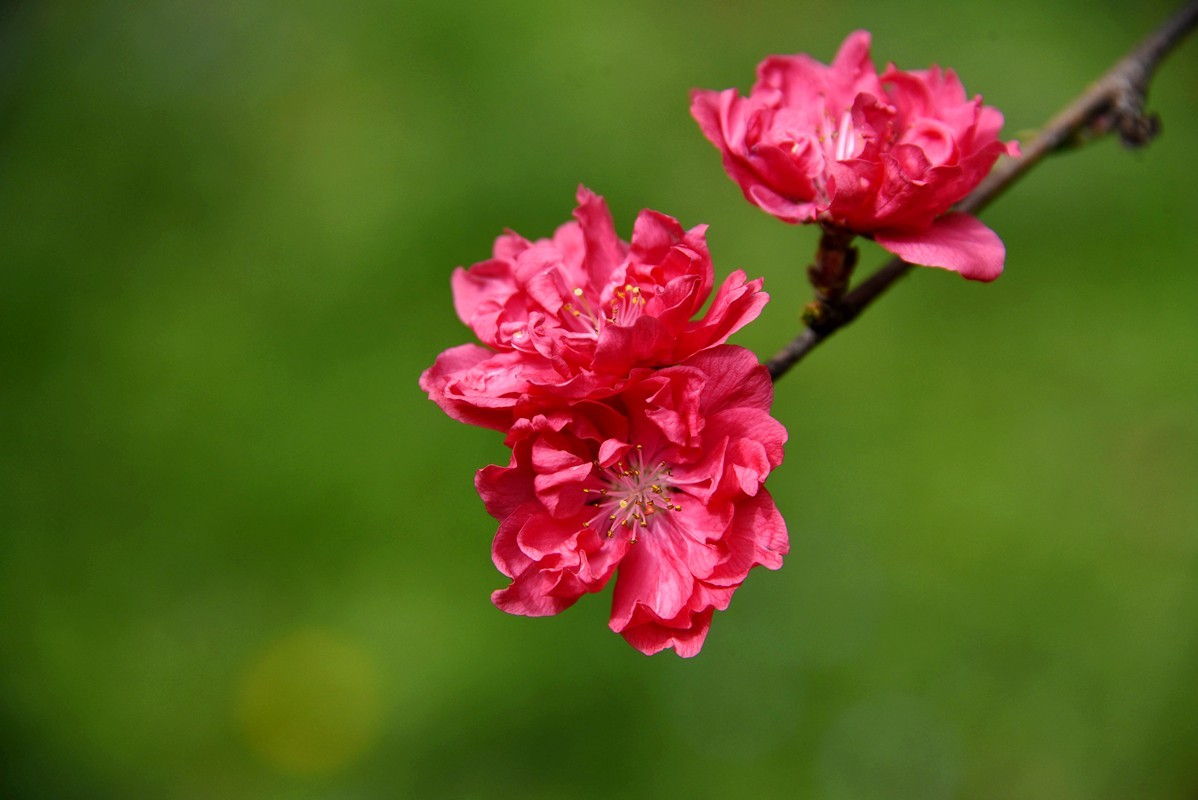 春花之浓浓情意（10P），敬请指导！