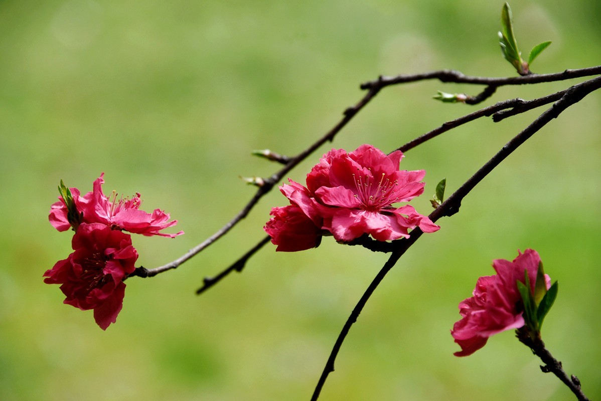 春花之浓浓情意（10P），敬请指导！