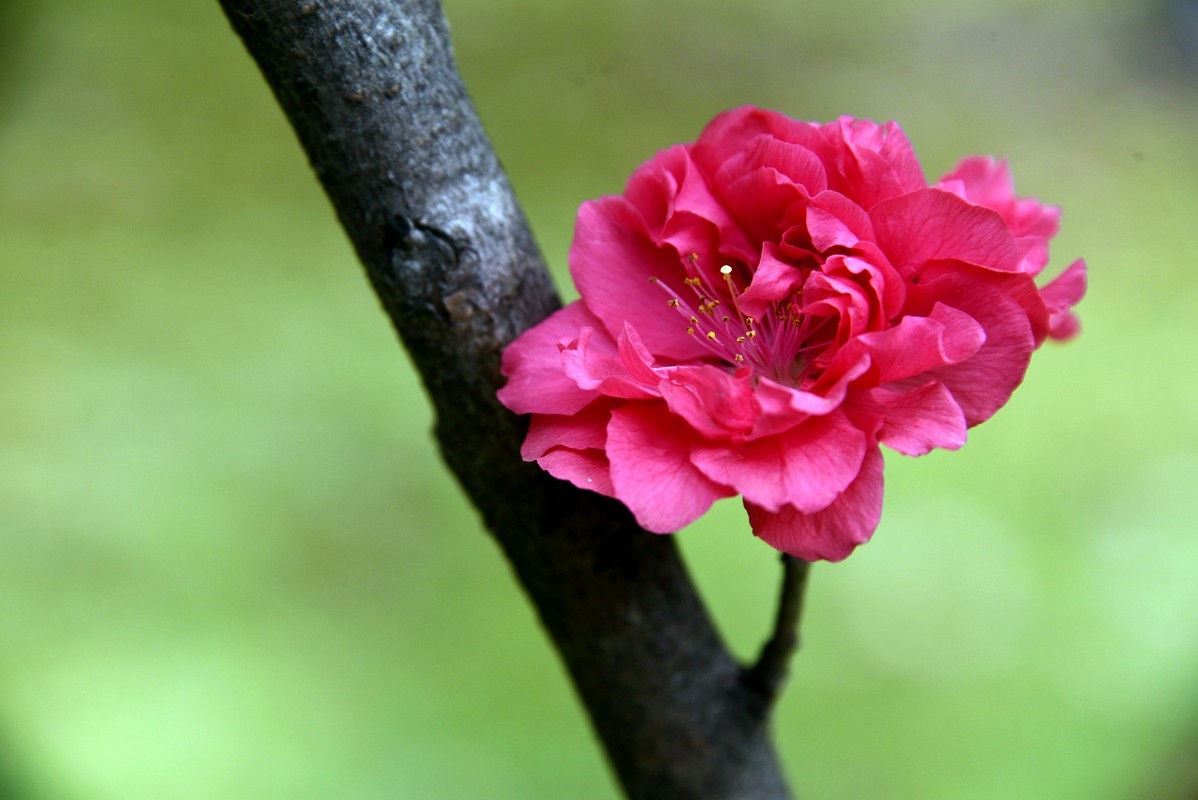 春花之浓浓情意（10P），敬请指导！