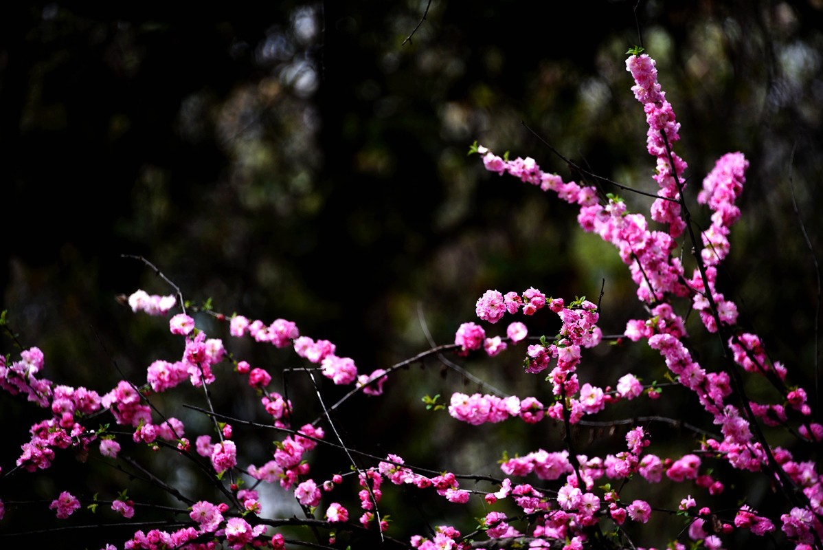 春花之浓浓情意（10P），敬请指导！