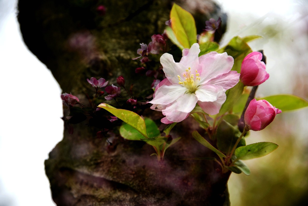 春花之浓浓情意（10P），敬请指导！