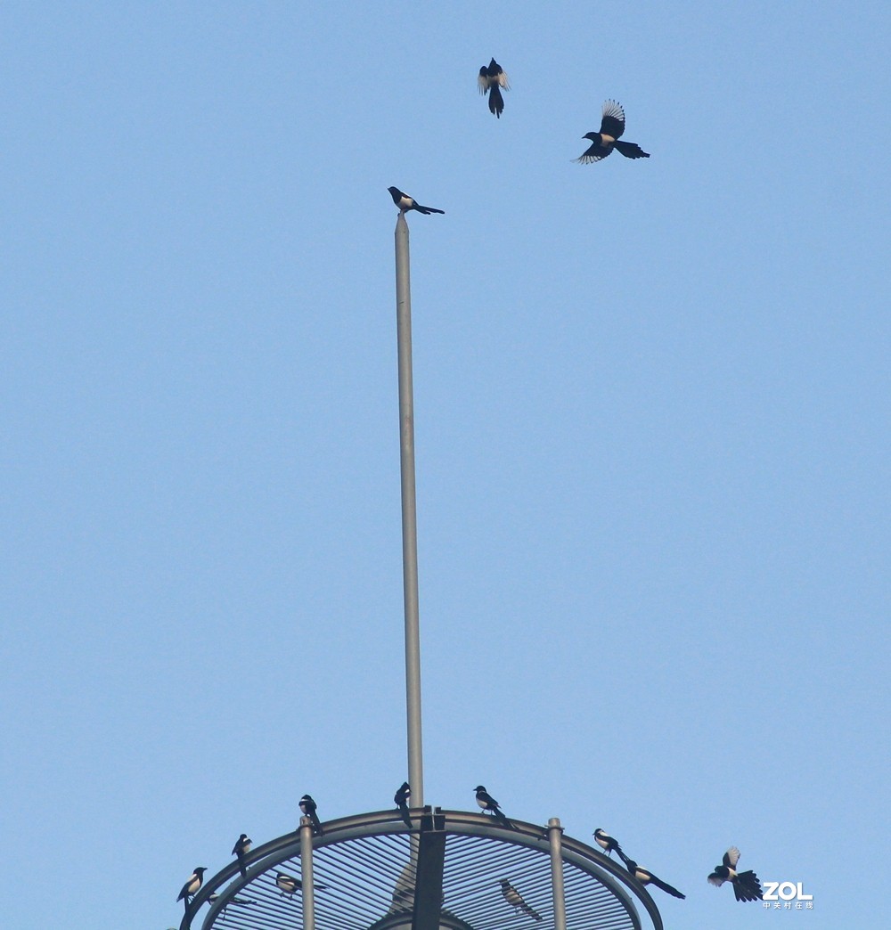 喜鹊聚会闹春图