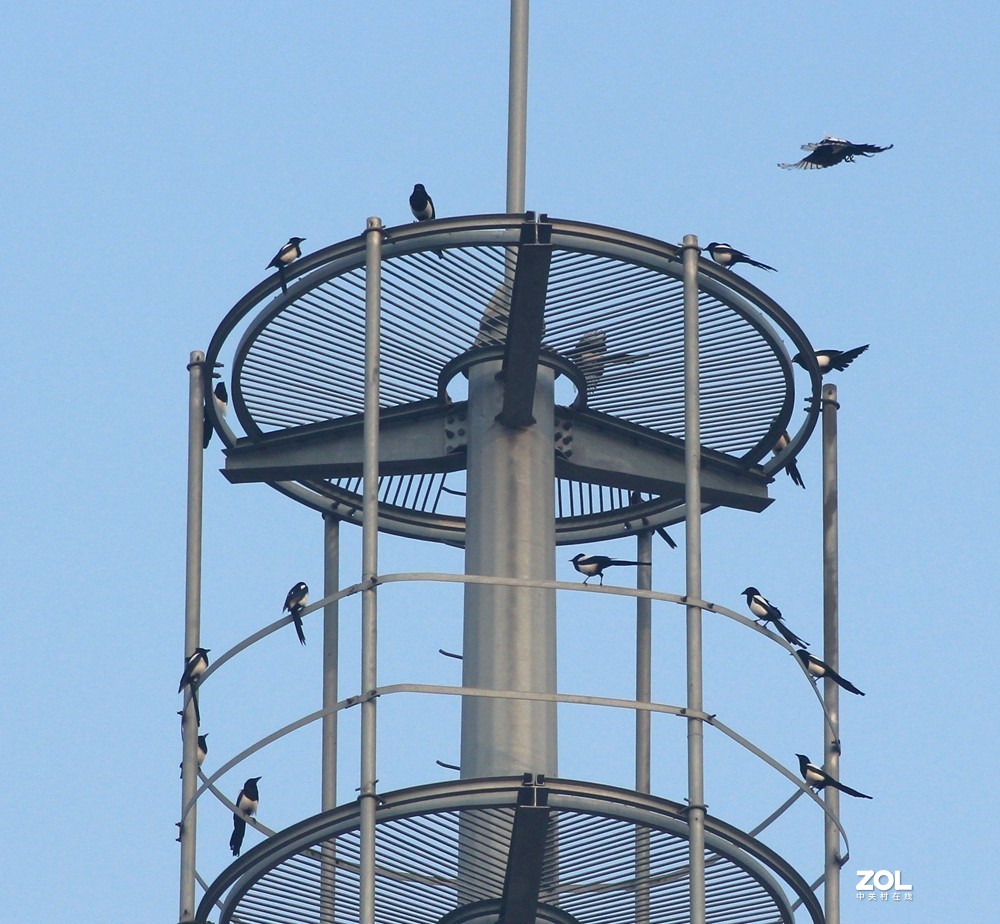 喜鹊聚会闹春图