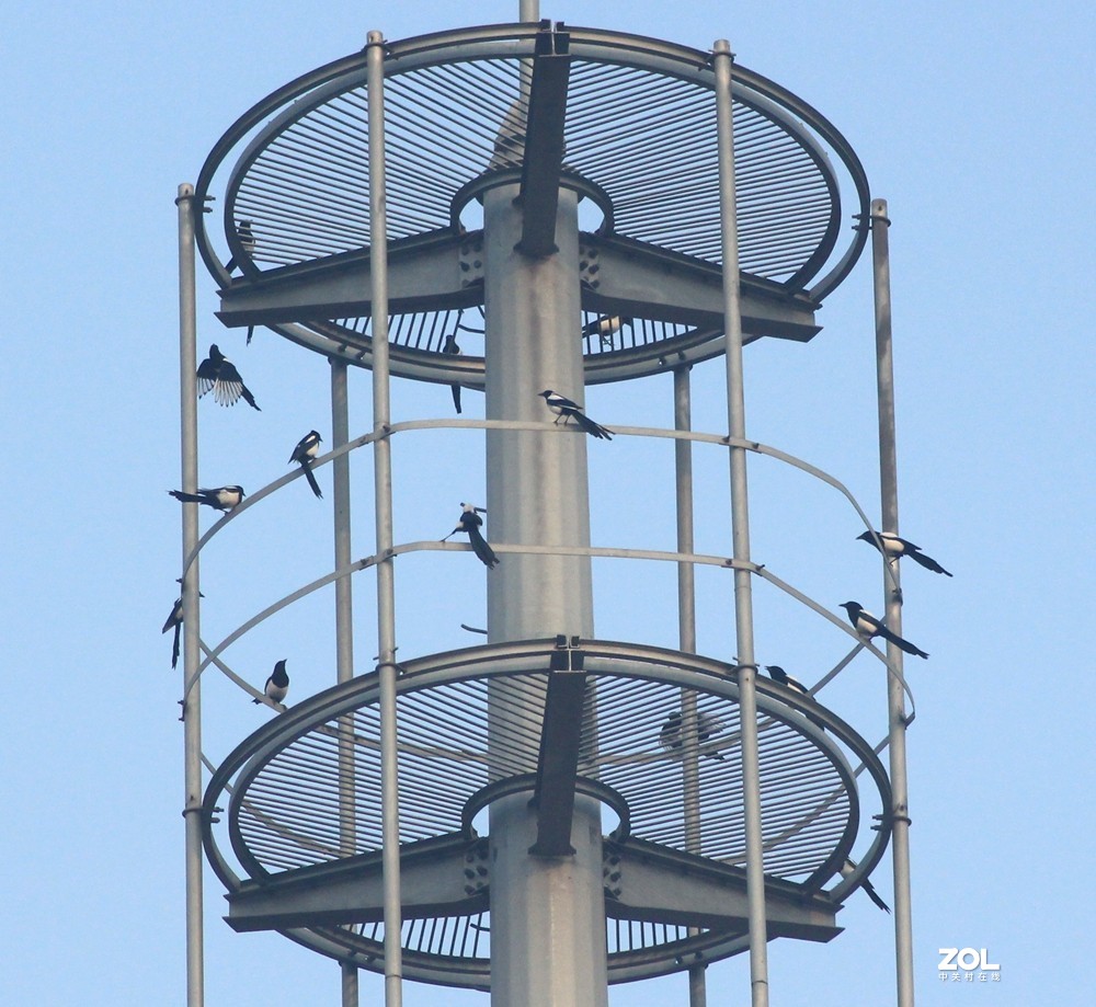 喜鹊聚会闹春图