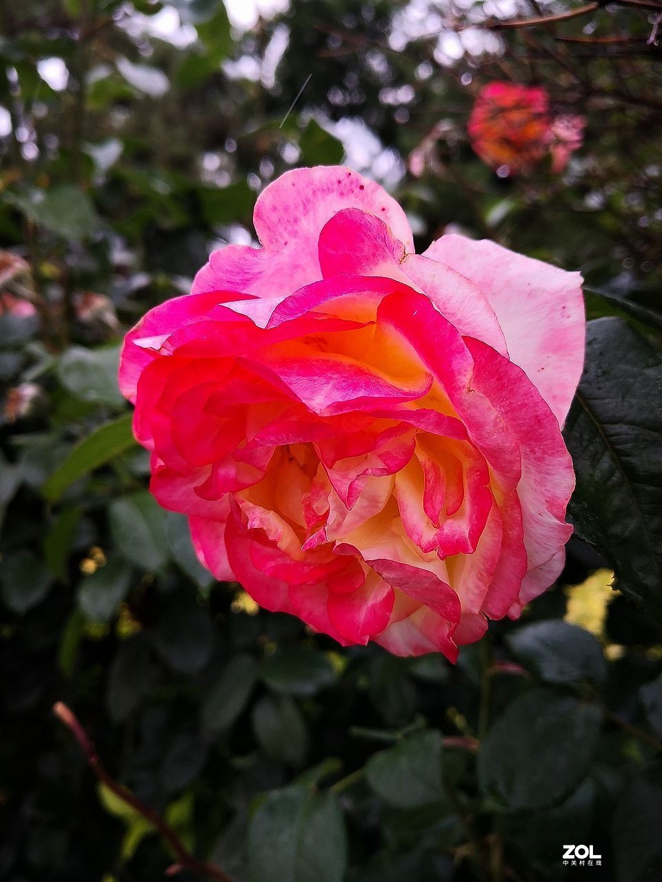 手 机 拍--------竖版月季花