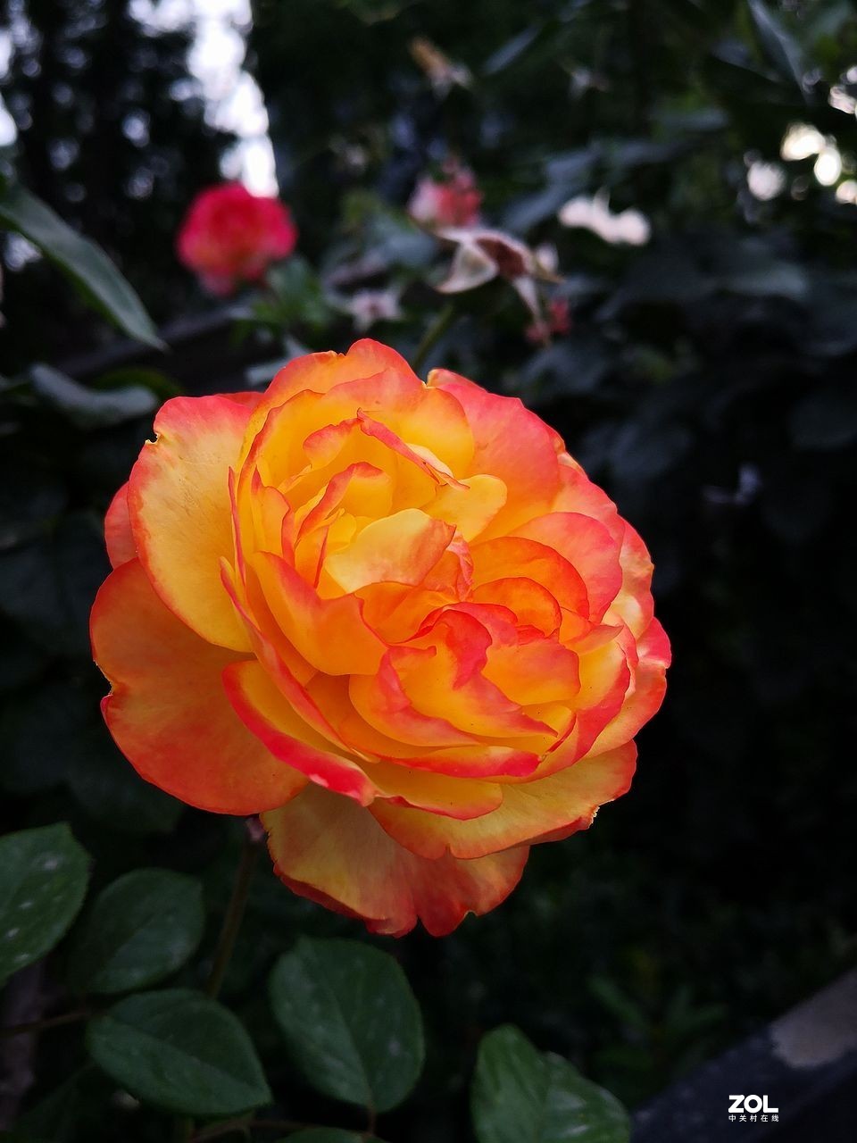 手 机 拍--------竖版月季花