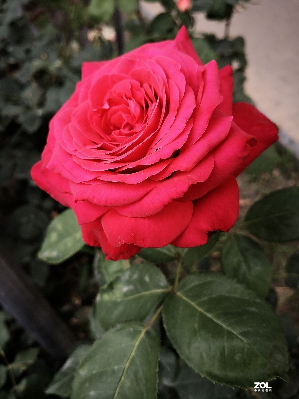 手 机 拍--------竖版月季花