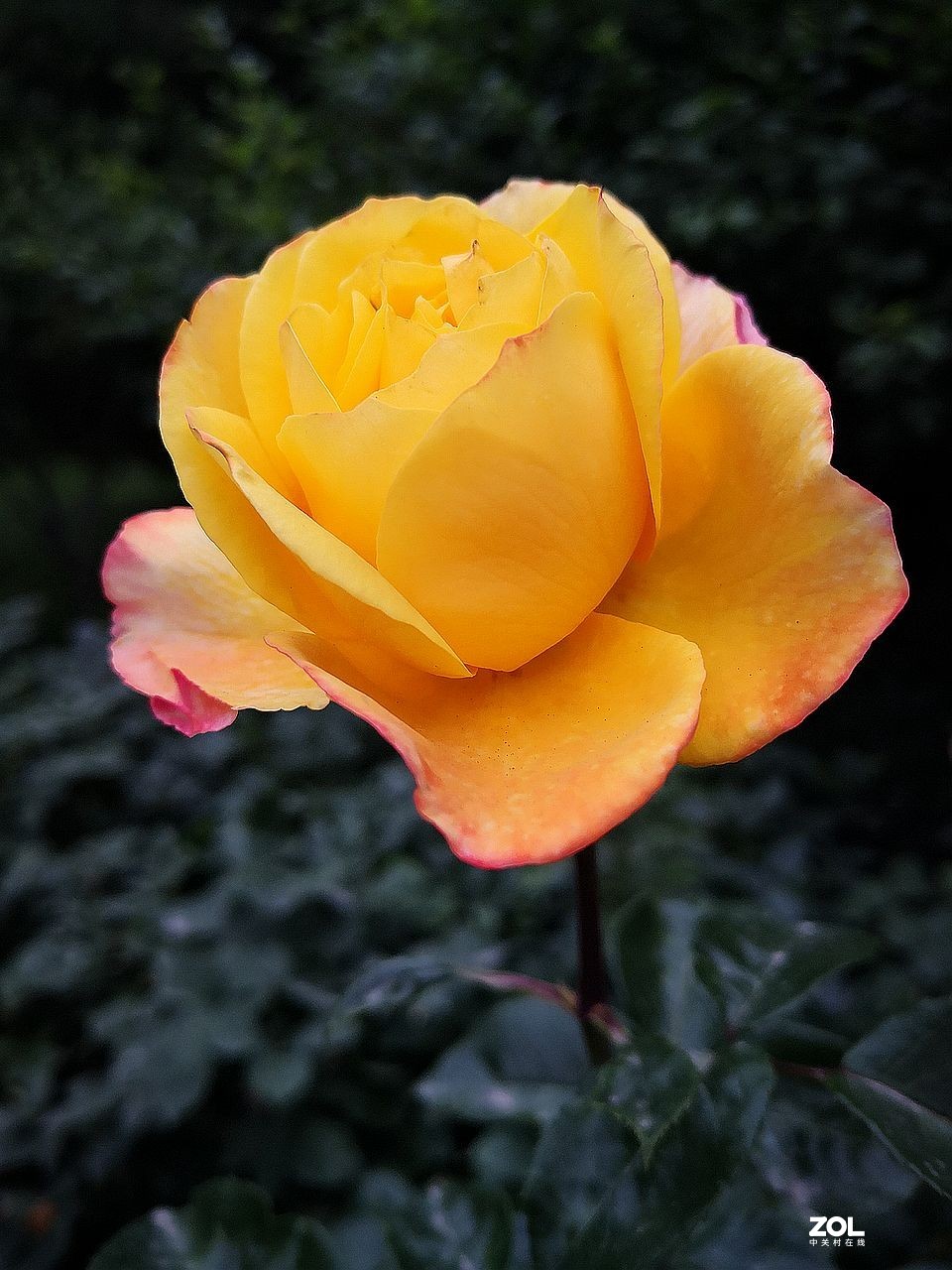 手 机 拍--------竖版月季花