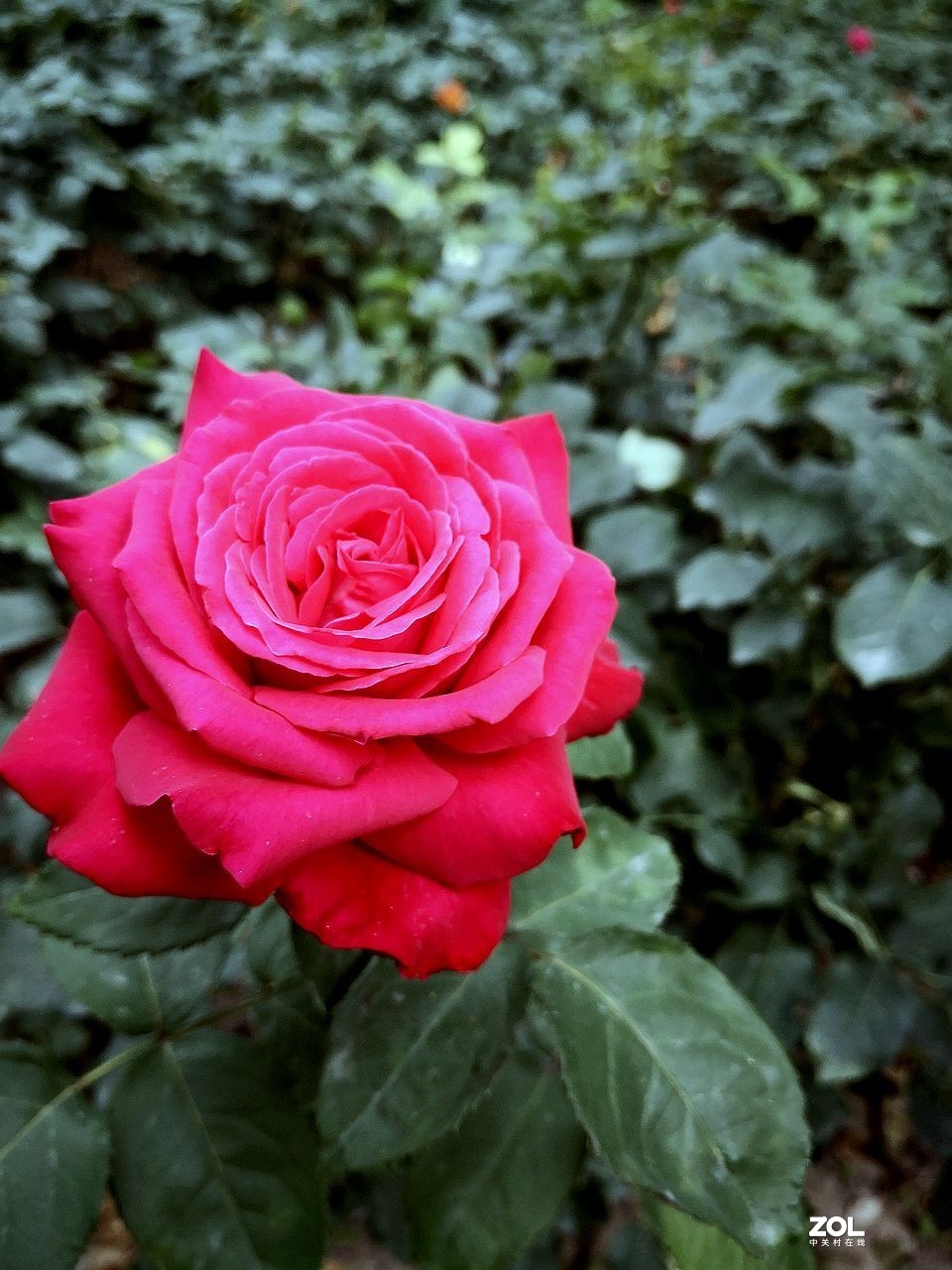 手 机 拍--------竖版月季花