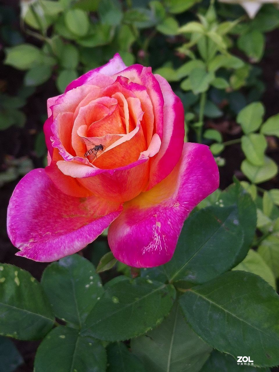 手 机 拍--------竖版月季花