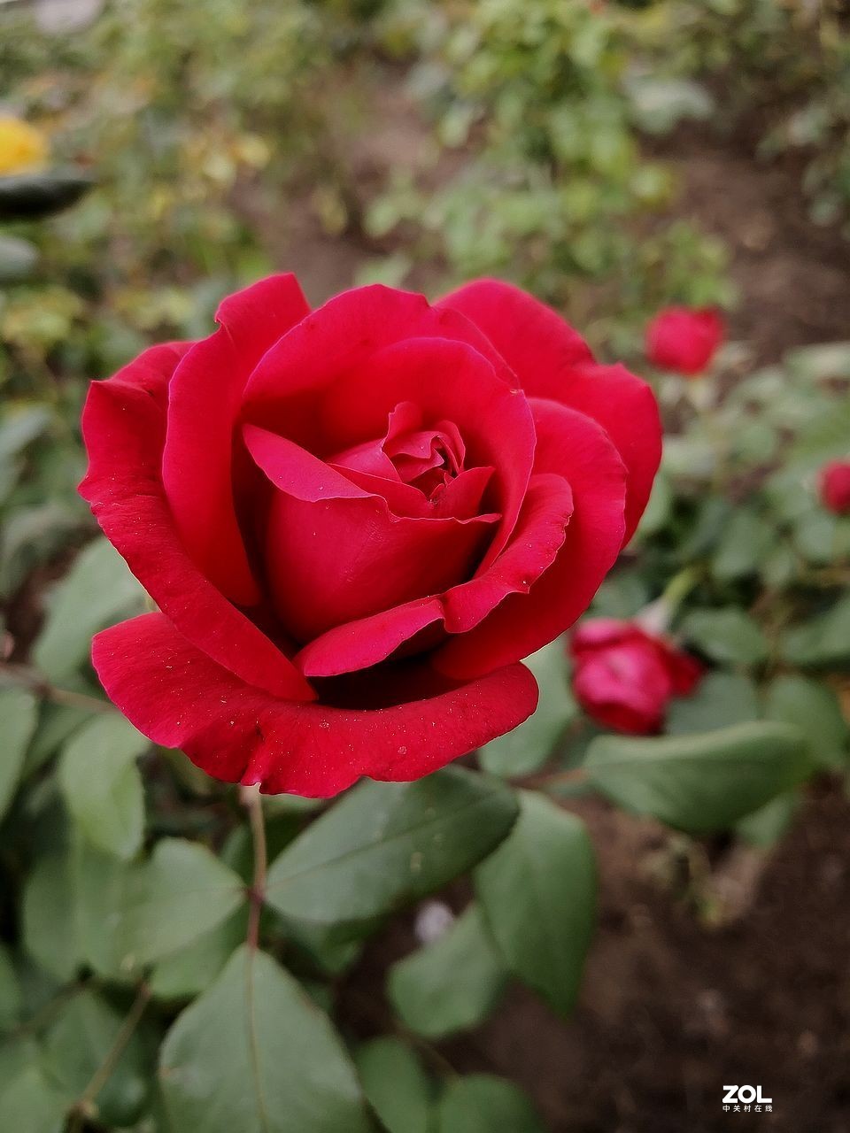 手 机 拍--------竖版月季花